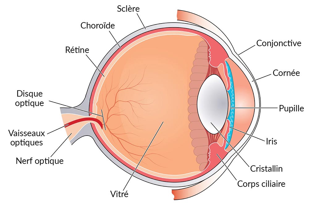 Anatomie de l'Oeil